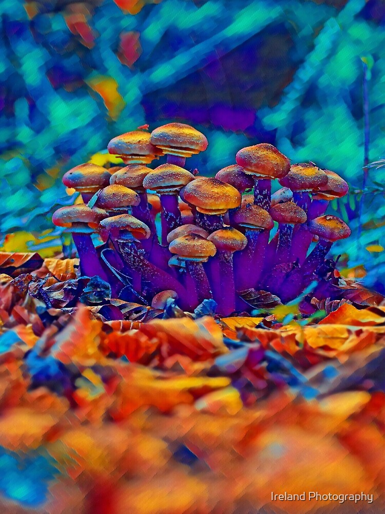 Honey Mushroom Art Print by Ireland Photography