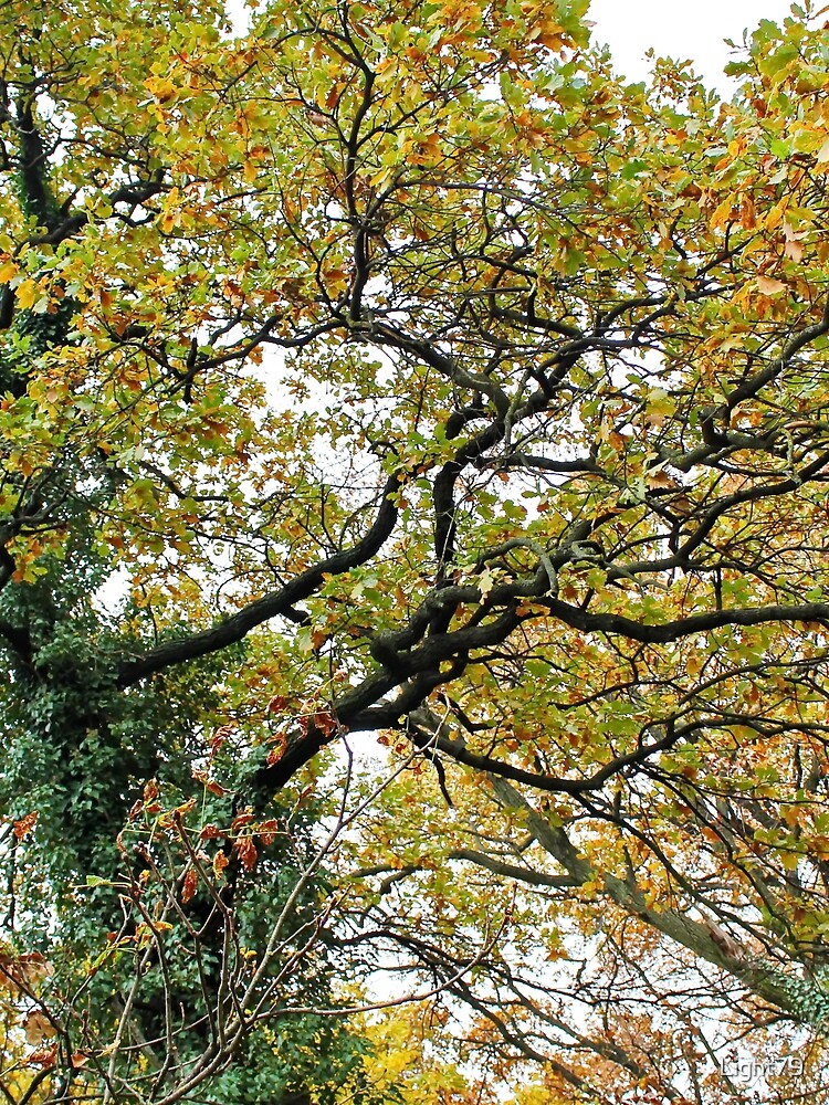 Green and Yellow Autumn leaves by Light79