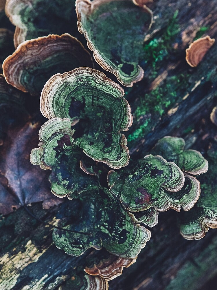 Green Mushroom by StevenSpringer
