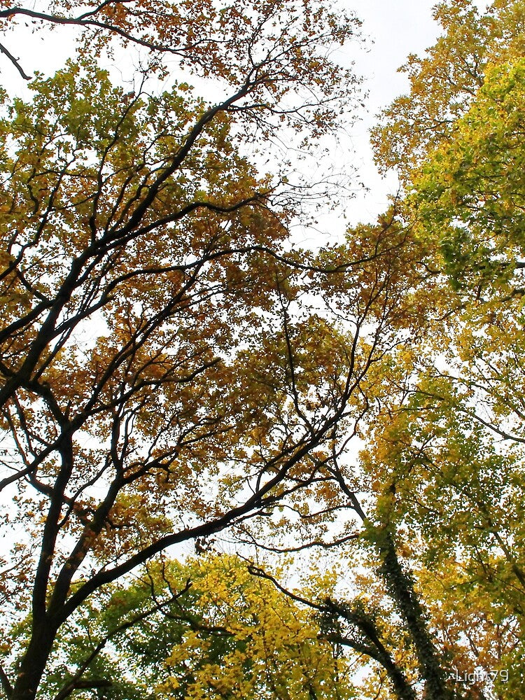 Beautiful Autumn leaves photography by Light79