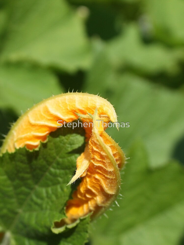 The Pumpkin Patch Monster by stephenralph