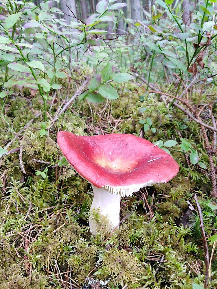 The beauty of the mushroom - stop and admire by Raigitam