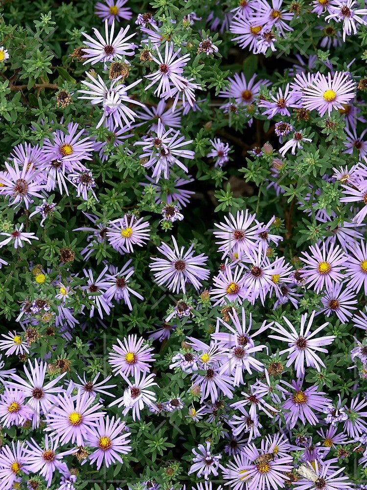 Fall Asters by MoodyMuseArt