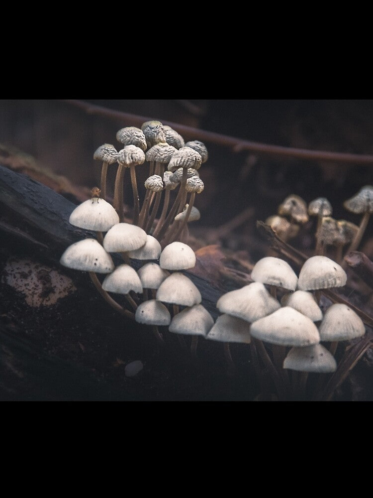 Mushrooms VII 2 by rodriguesfhs