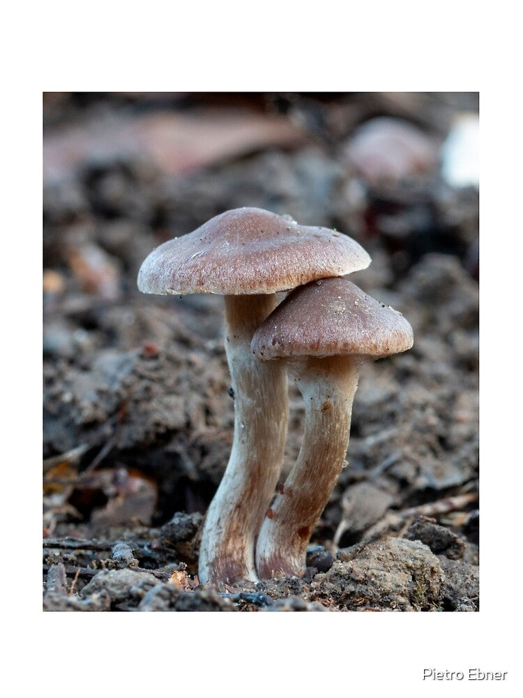 Mushroom macro closeup by pietrofoto