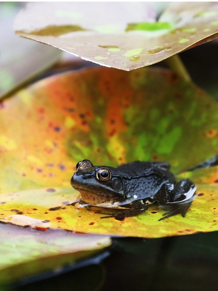 Frog for September by Alice  Becky Kahn