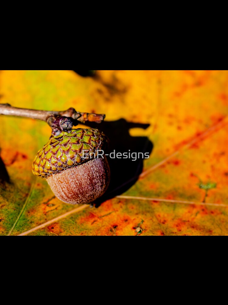 Autumn acorn on leaf by EnR-designs