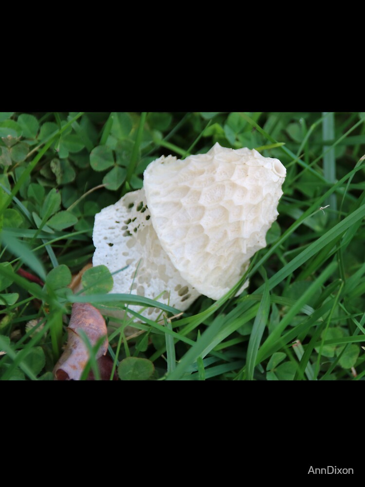 Maine Fungi USA - Possibly Stink Horn Family by AnnDixon