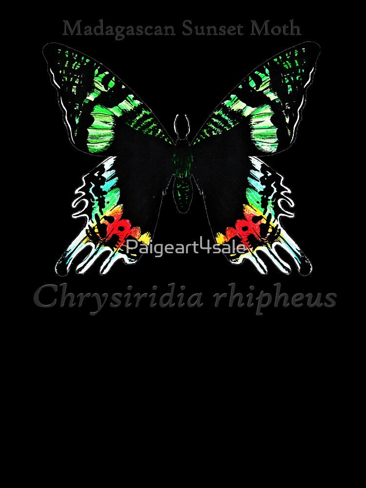 Madagascan Sunset Moth Labeled by Paigeart4sale