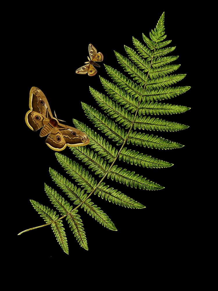 Moth and fern by FlowaDesign