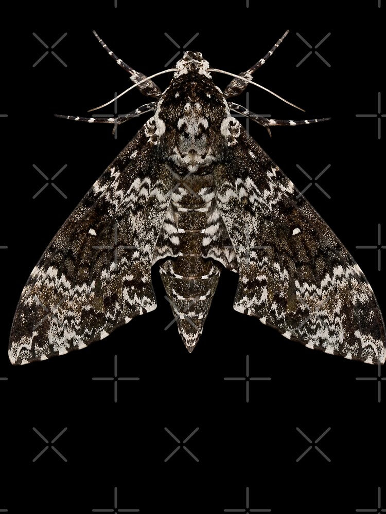 Rustic Sphinx Moth Manduca Rustica Realistic Style by Harpagann