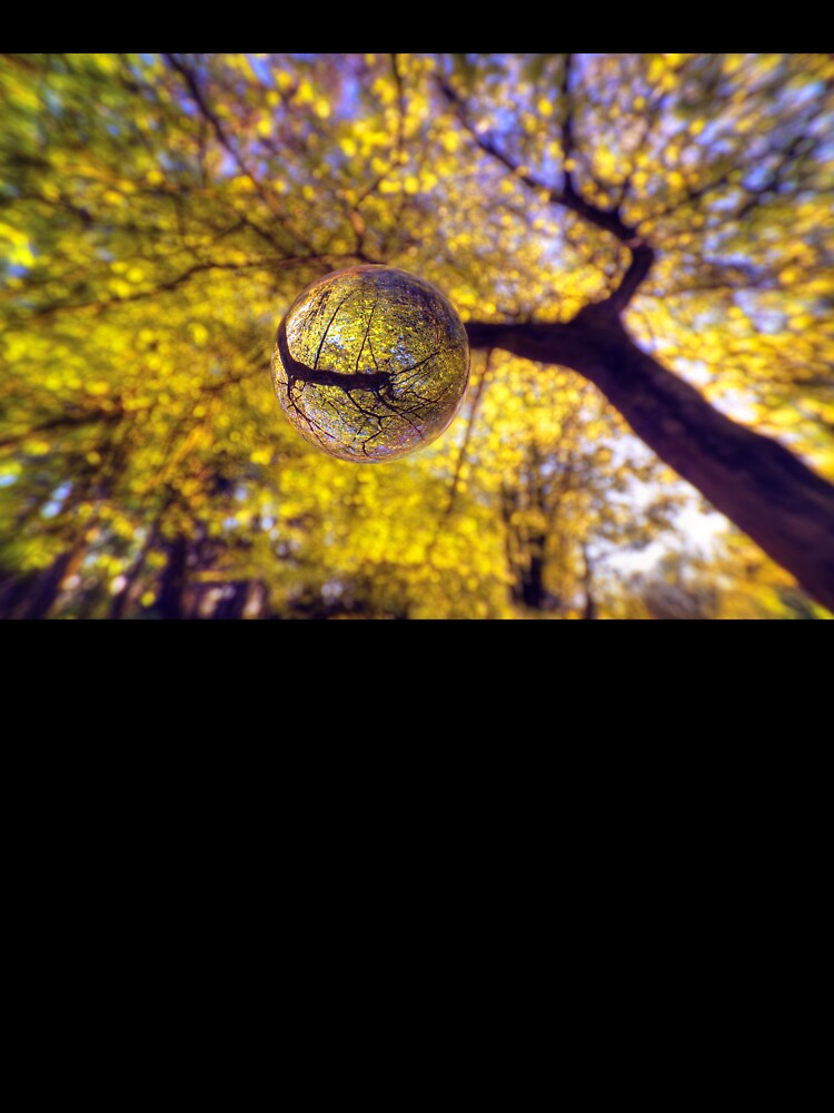 Woodland Orb 2 by AntonyMitchell