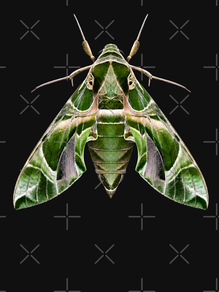 Oleander Hawk Moth – Daphnis nerii by Harpagann