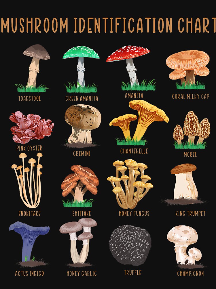 Mushroom Classification Types Mycology Chart by gaelaedanesaa