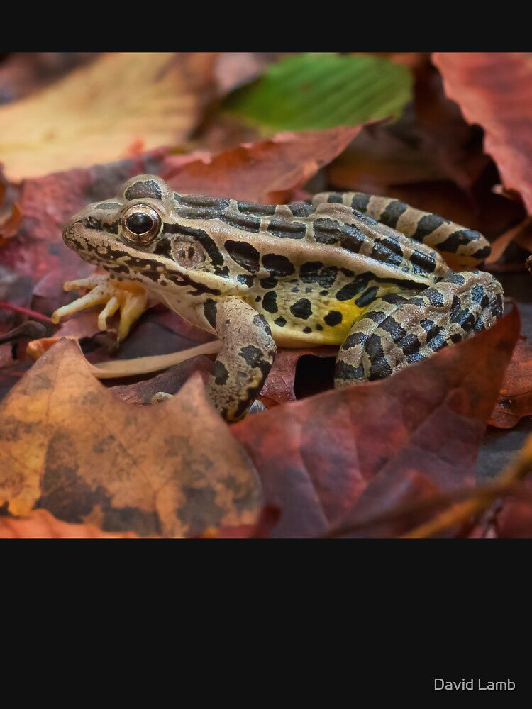 Leopard Frog Hiding Among the Autumn Leaves by dlamb