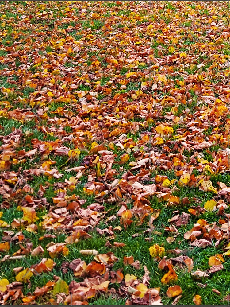 Autumn Leaves by Kate-P-