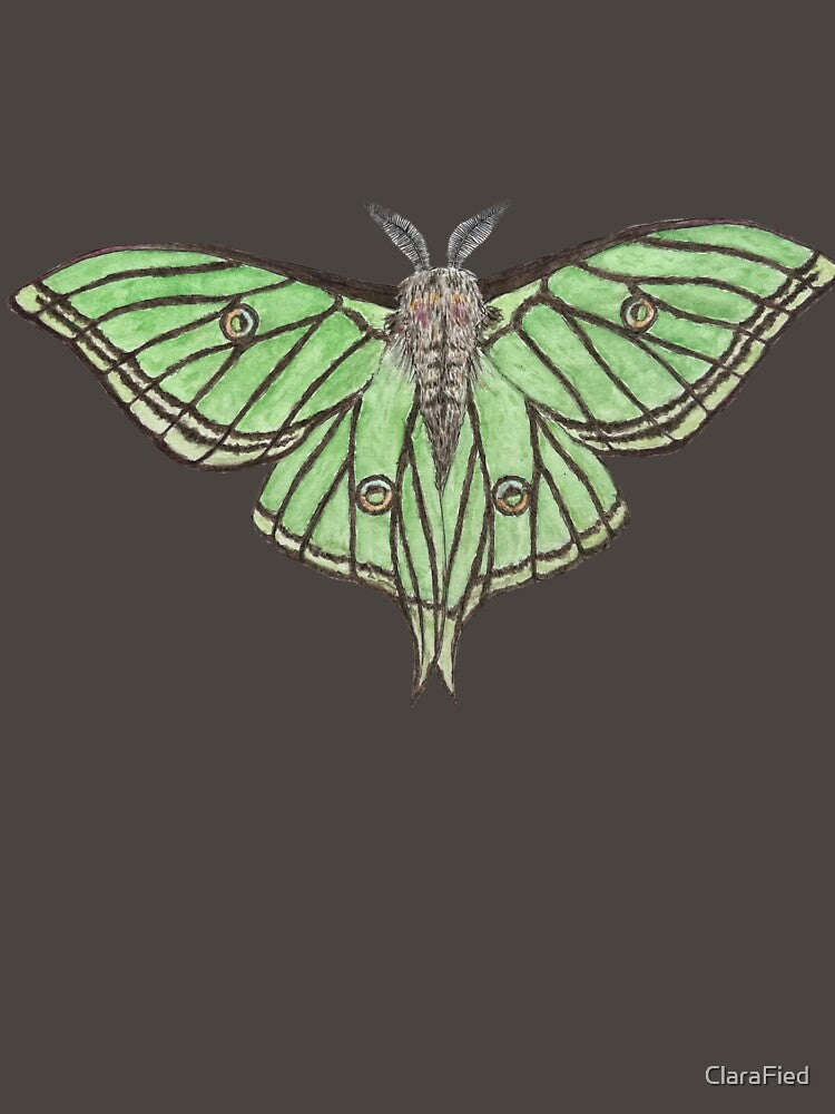 The Spanish Moon Moth (Graellsia isabellae) by ClaraFied