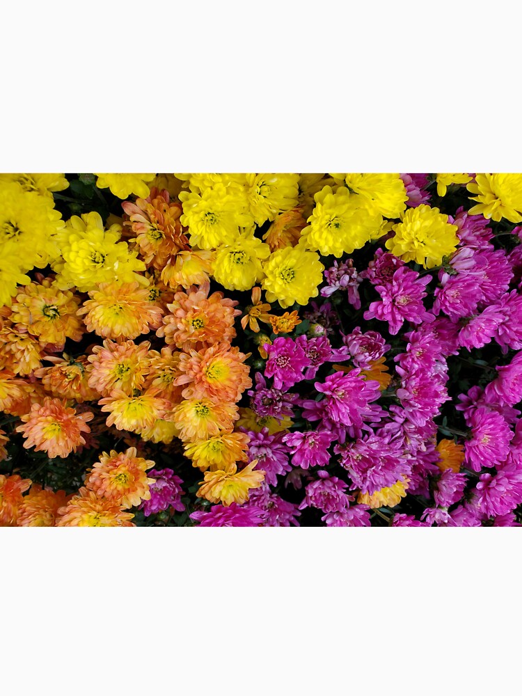 Fall Mum Flowers by BritW1509