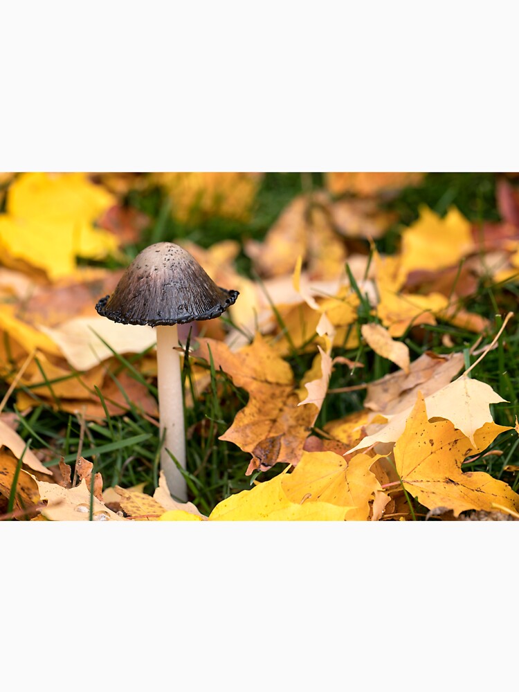 Autumn Mushroom by Eunice Gibb