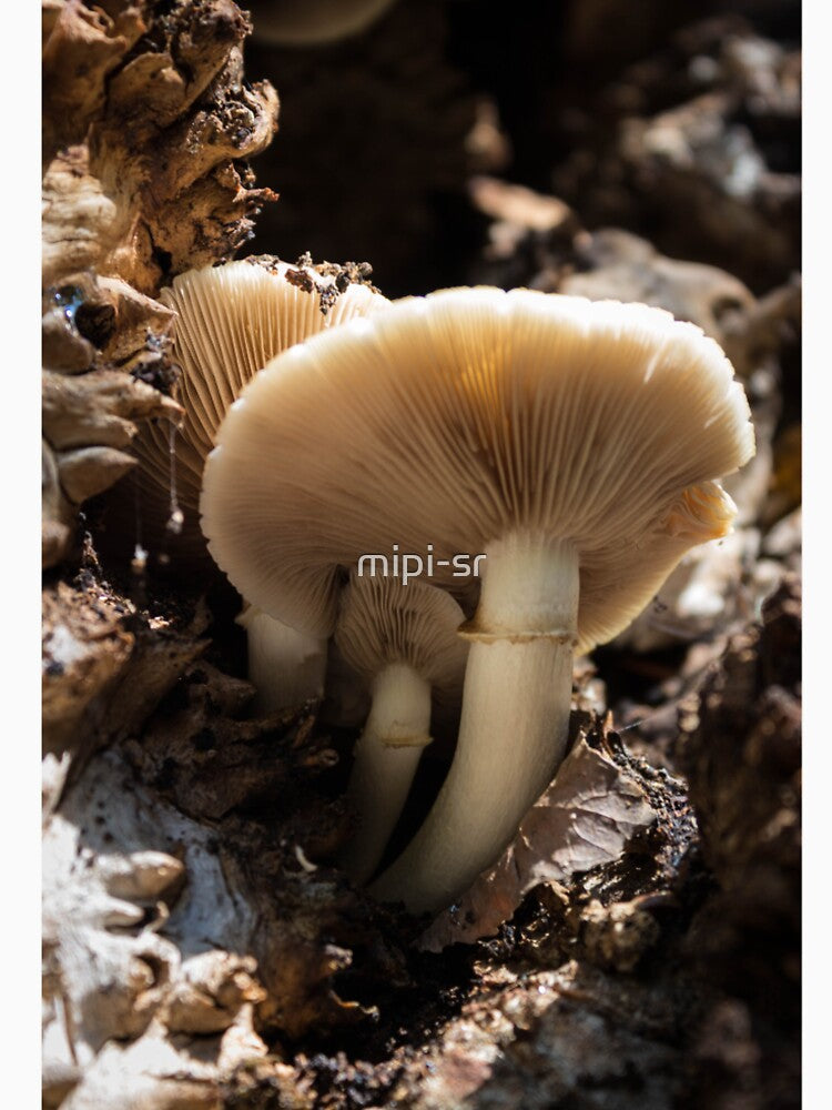 mushrooms by mipi-sr