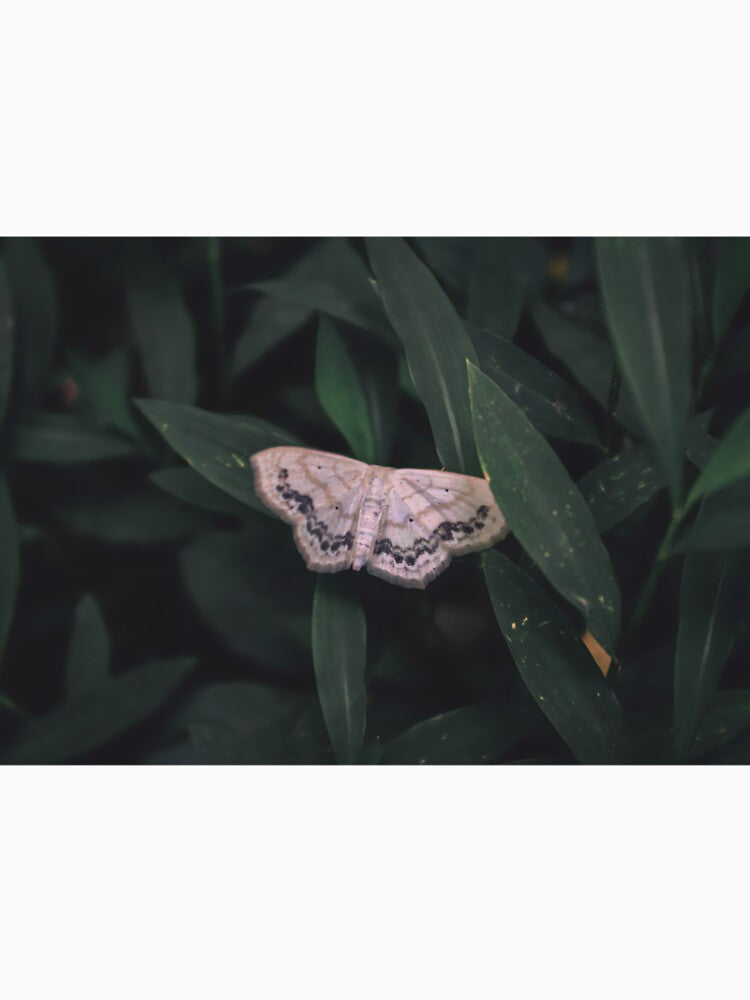 White Moth Photograph by FirebrandFoxx