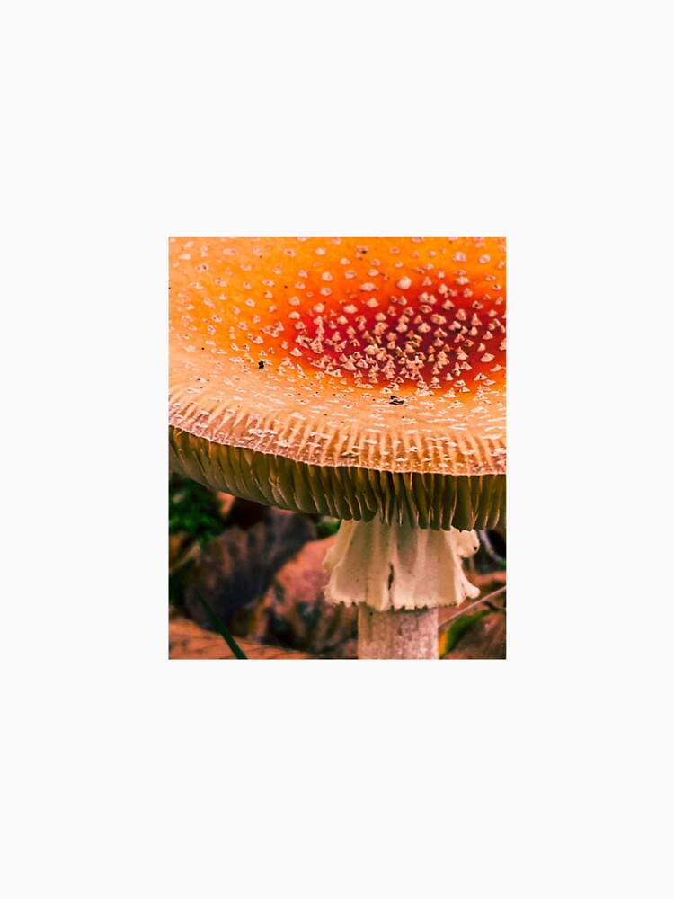 autumn red mashroom by majsonww
