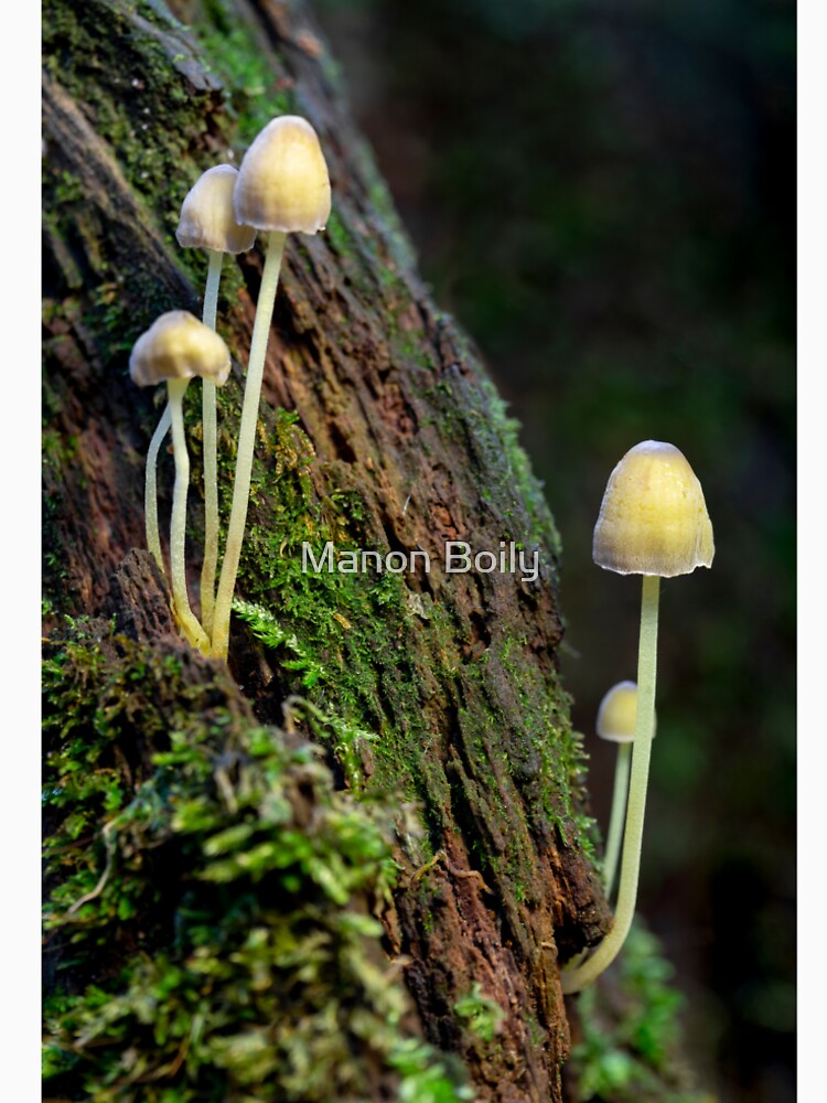 Climbing by Manon Boily