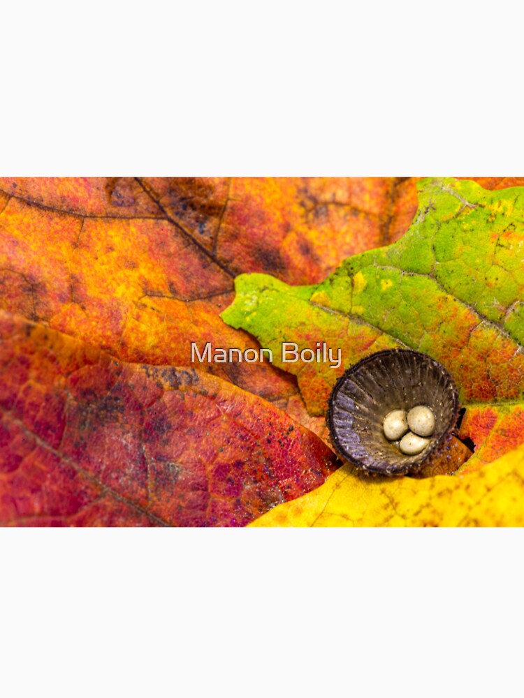 Bird's nest shroomy by Manon Boily