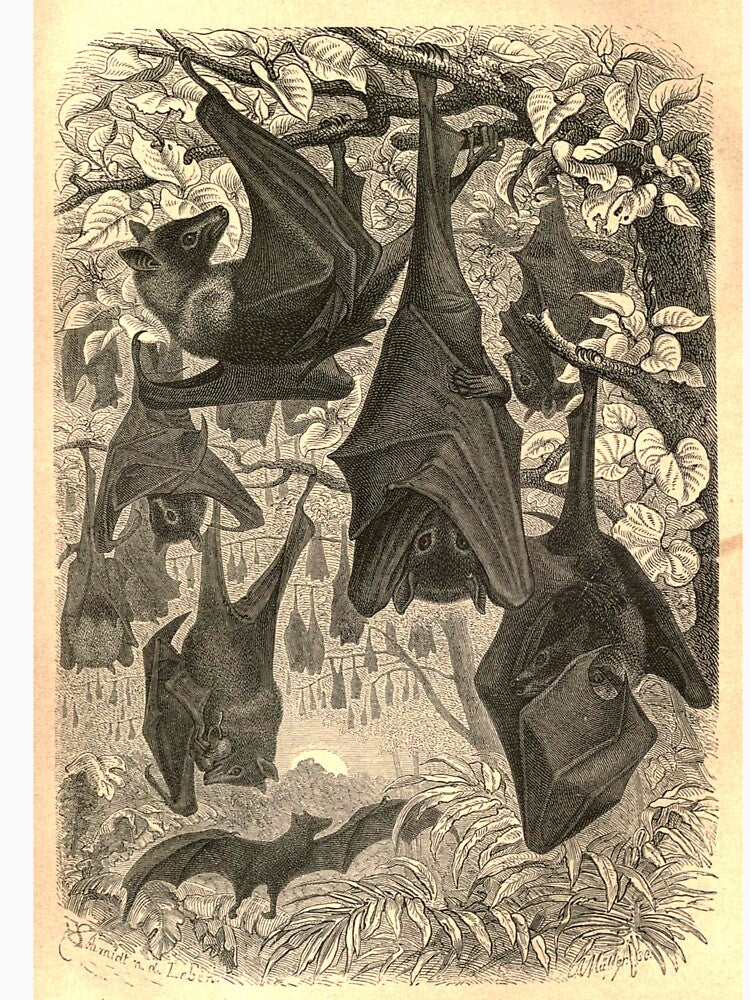 Vintage Gothic Bat Drawing by ThirdShelfStudio