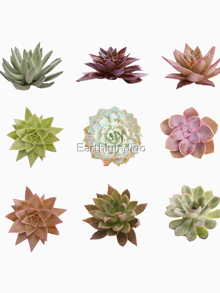 Succulent Pattern, Realistic Watercolor Succulent Art by EarthlyIndigo