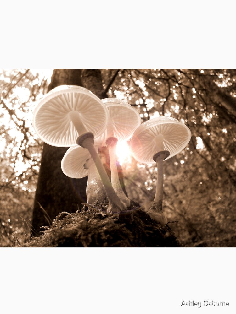 Mushrooms by Ashley Osborne