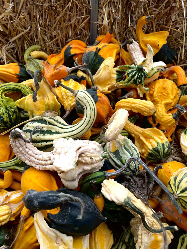 Fall harvest goblin pumpkins by Snvkes