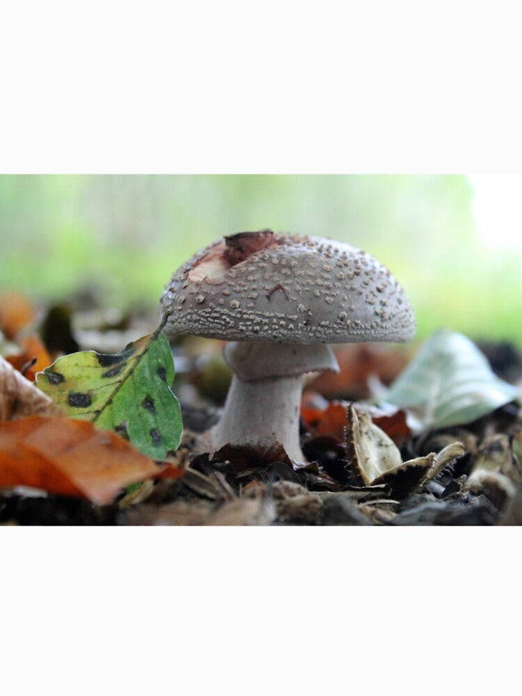Mushroom by Lee Twigger