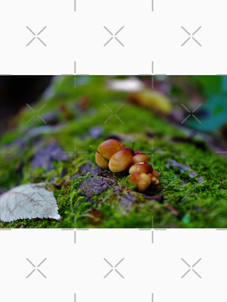 small mushroom on dead tree during autumn by jpaul thibaut