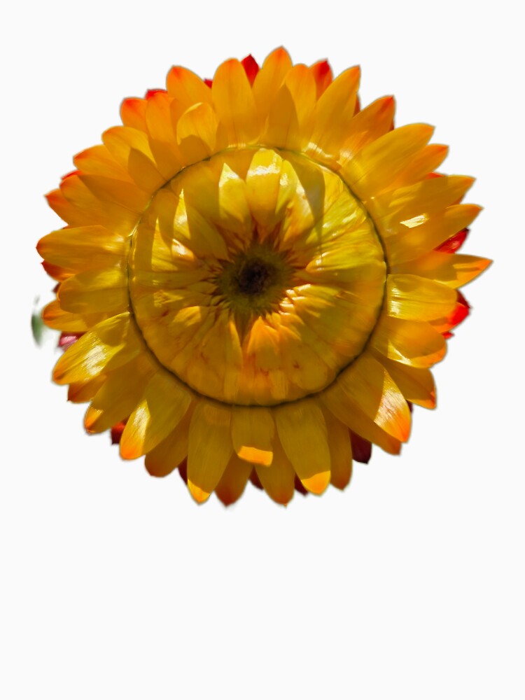 Yellow Straw Flower by SamanthaDawn94