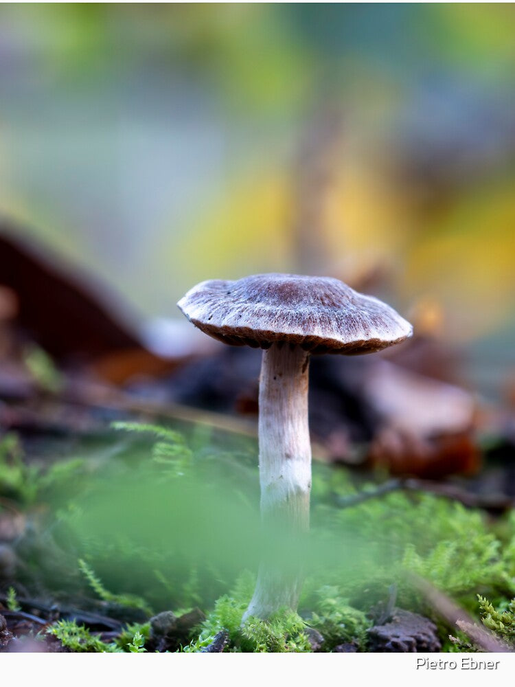 Mushroom closeup by pietrofoto