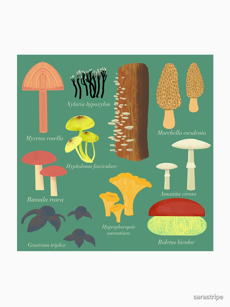 Mushrooms with Latin names by sarastripe