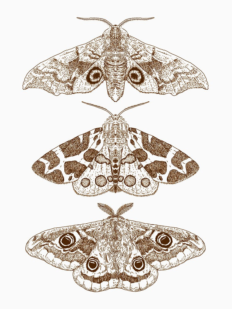 Moths by WildDot