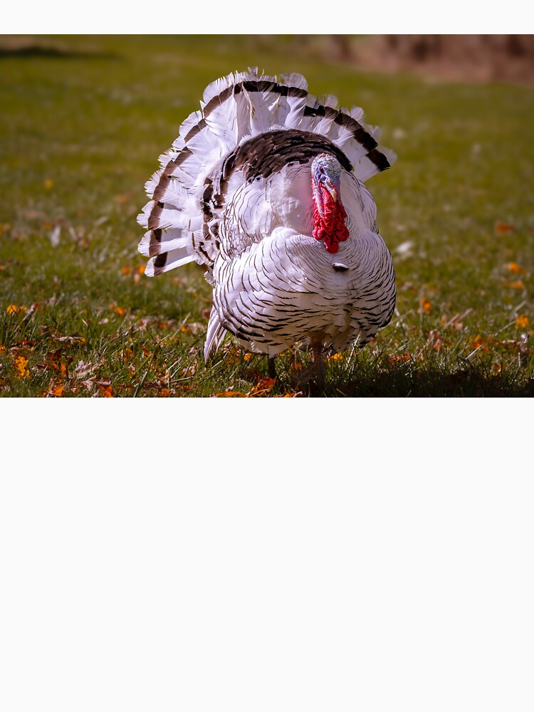 Gobble Gobble by Jim Love