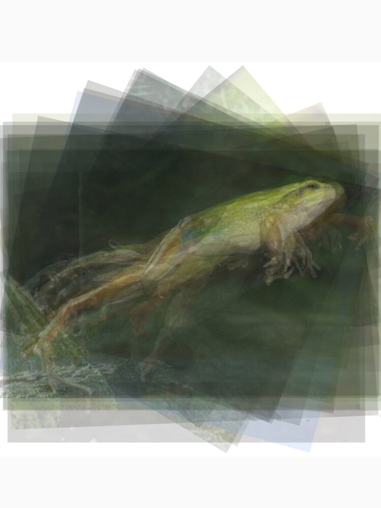 Leaping Frog by Steven Socha