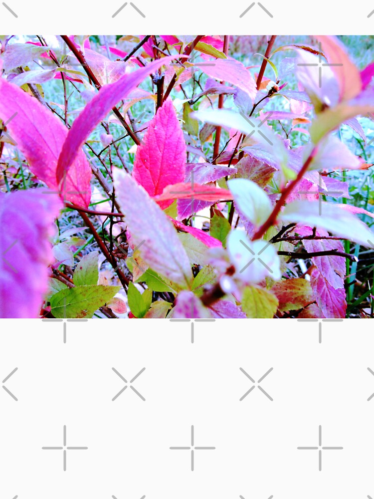 leaves photography | nature leaves photo by lausn