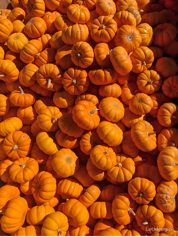 Mini orange pumpkin photography by Lucidesigns