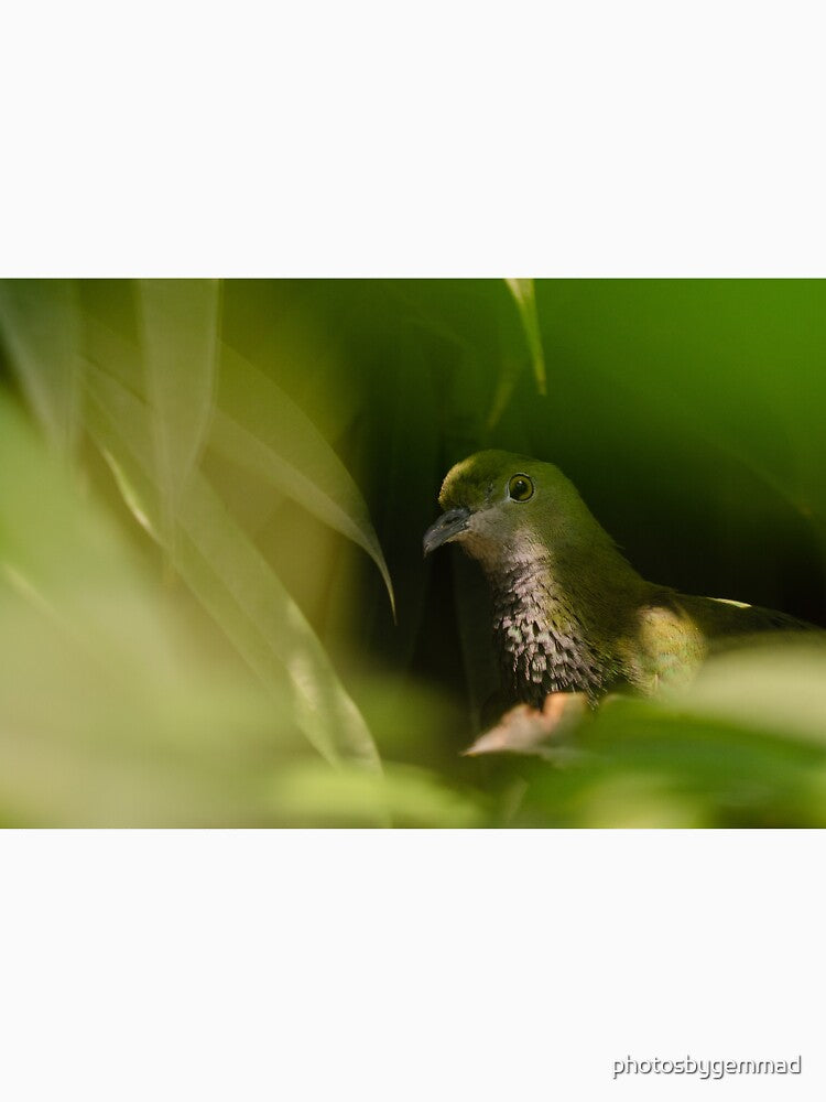 Eastern Superb Fruit Dove in leaves by photosbygemmad