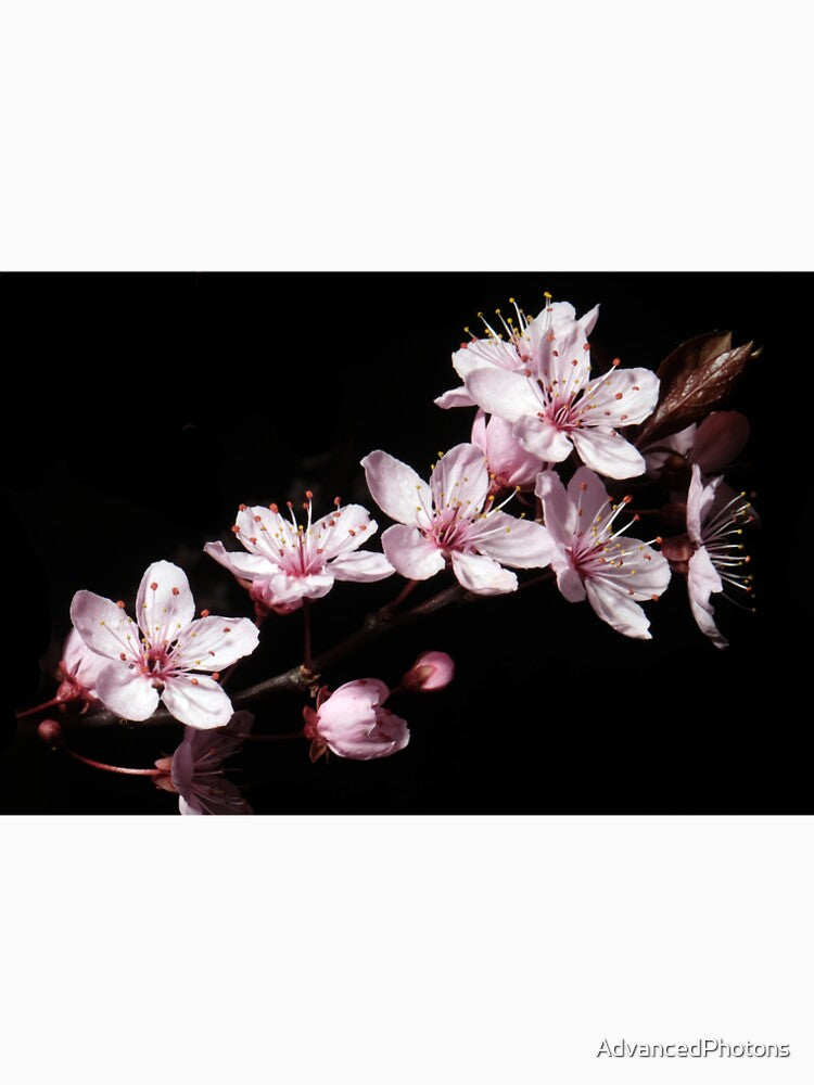 Cherry Blossom by AdvancedPhotons