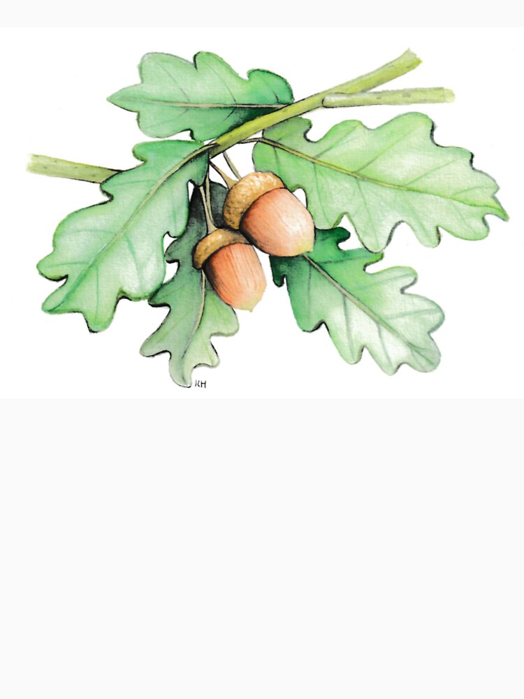 Acorns by K-W-Paintings