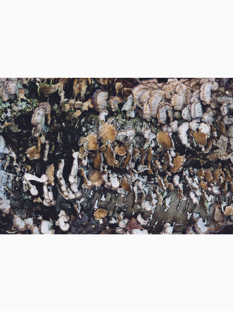 Fungi Textures by StevenSpringer