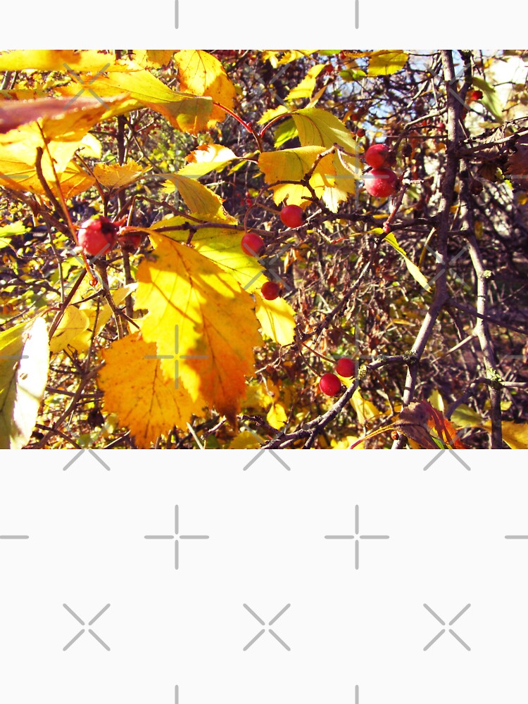 autumn leaves photography | fall leaves photo by lausn