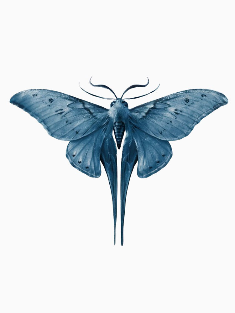 Chinese Moon Moth by RelaxMusic