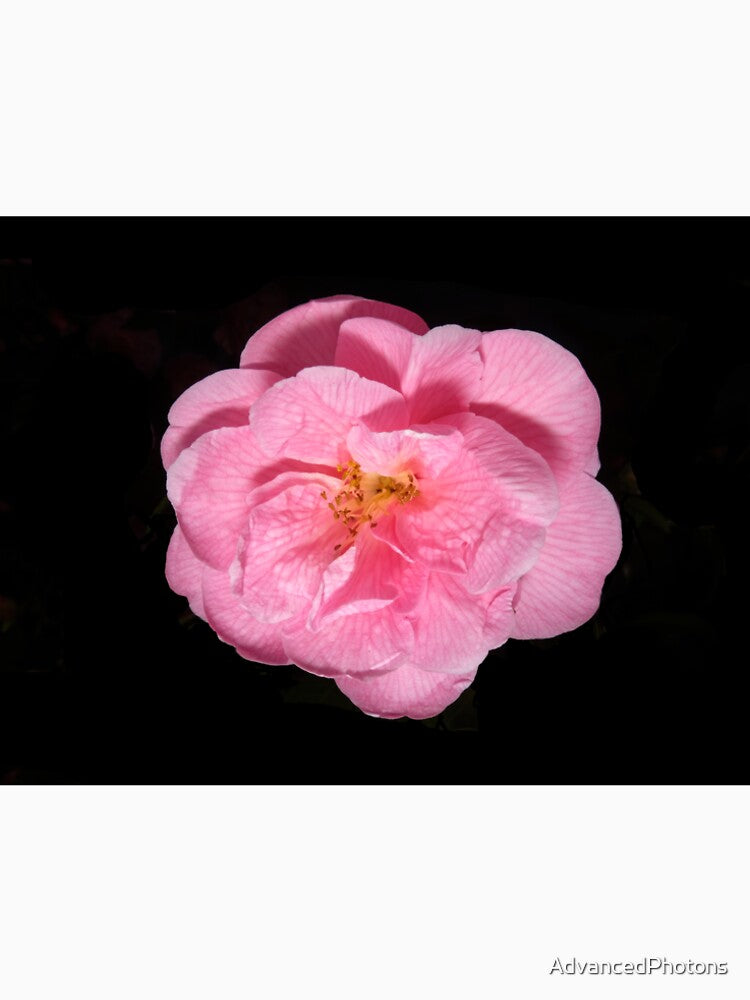 Camellia in Bloom by AdvancedPhotons