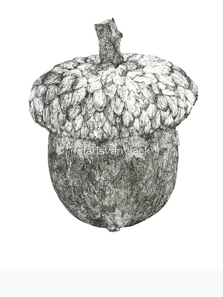 Acorn Illustration by marisvanvlack
